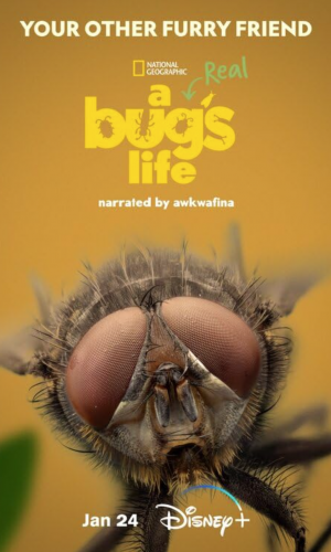A Real Bug Life Disney Compositing VFX 03